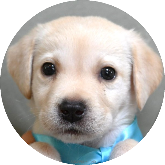 英国ラブラドールの子犬(A child of ウィリアム & ) 英国ラブラドールの子犬